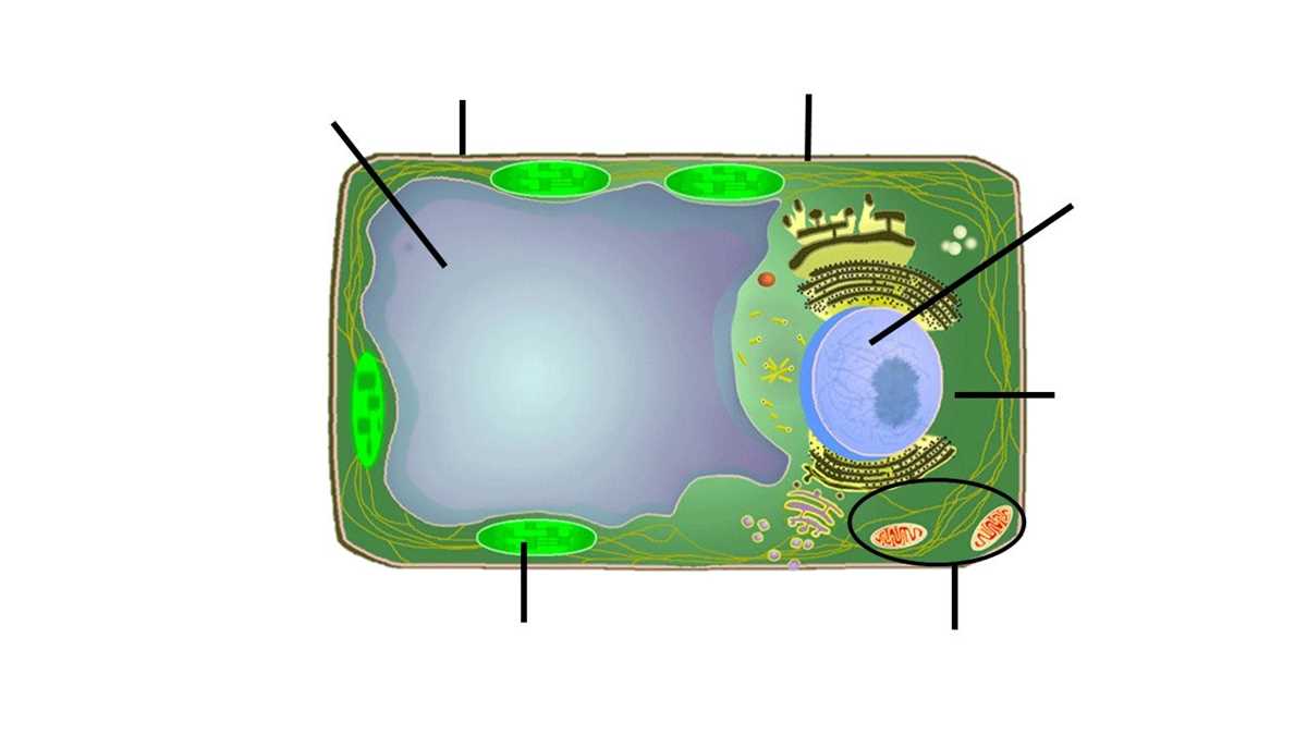 cells alive worksheet answer key biology