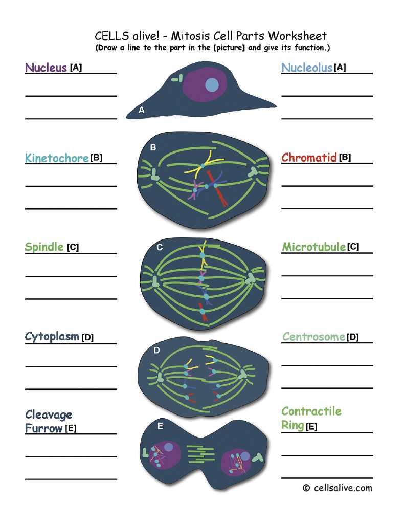 cells alive worksheet answer key biology