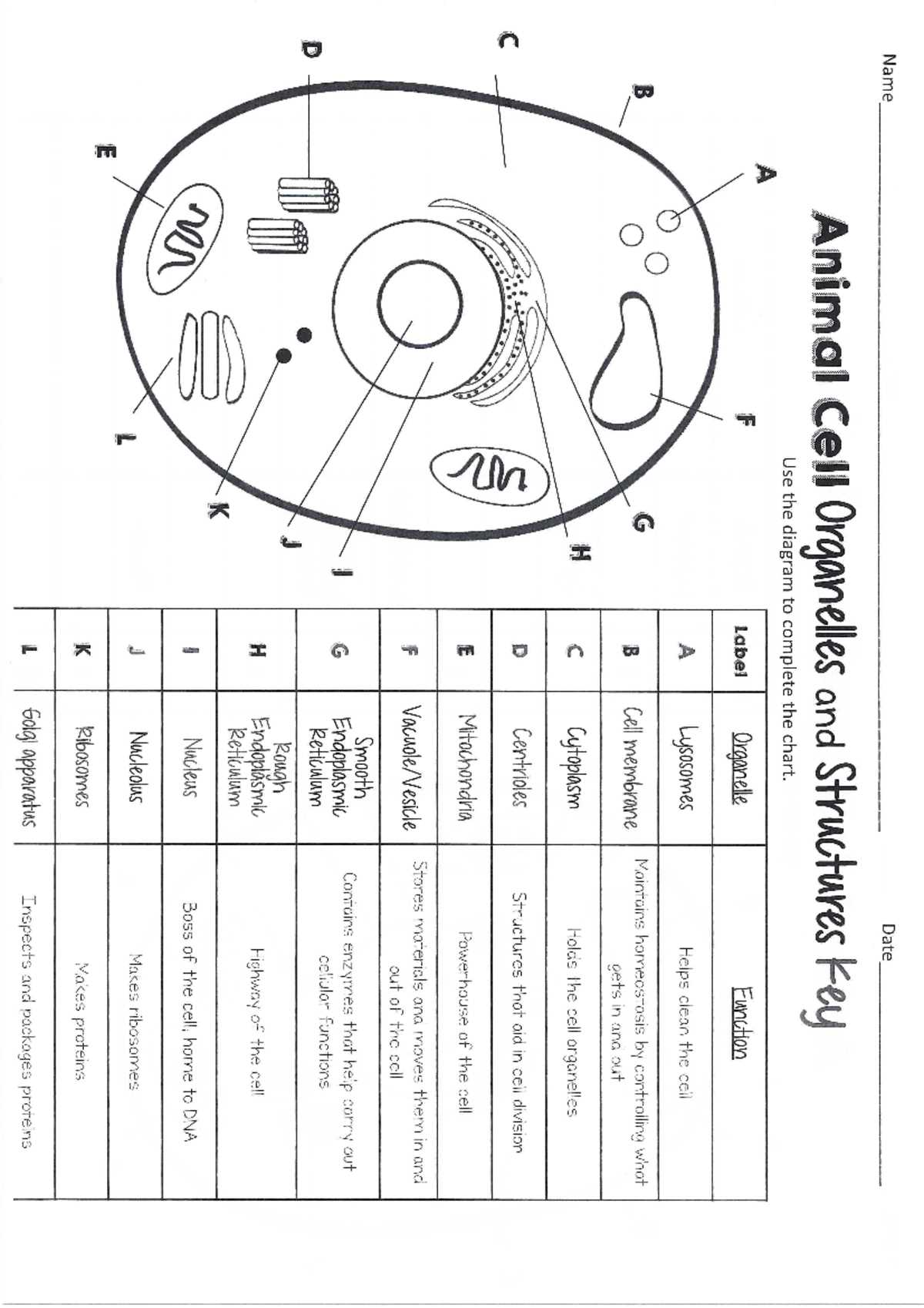 cells and organelles packet answer key cells and organelles packet answer key