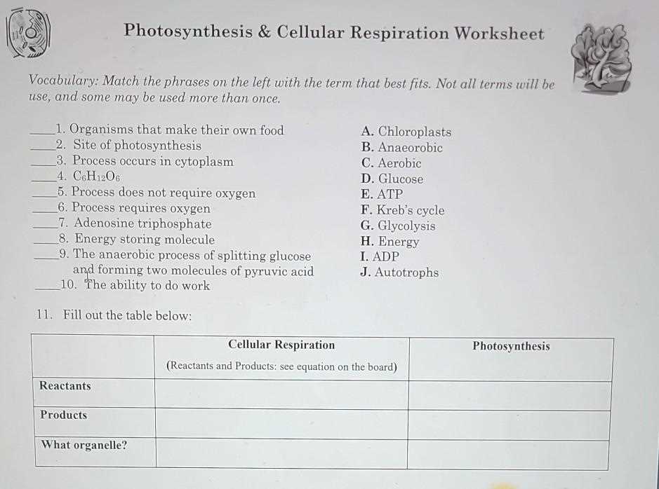 cellular respiration and photosynthesis review answer key