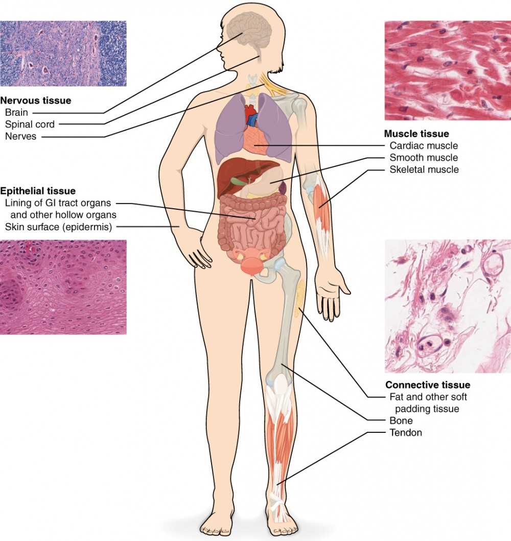 identify and classify types of tissues infographic answer key