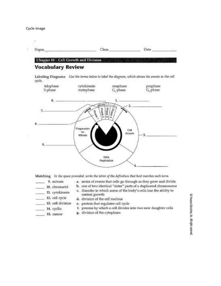 chapter 10 cell growth and division vocab review answer key