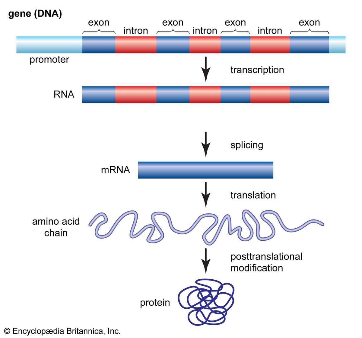 chapter 11 dna and genes content mastery answer key