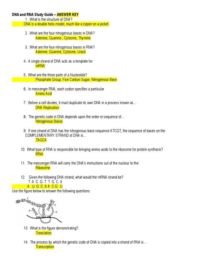 chapter 12 3 rna and protein synthesis answer key