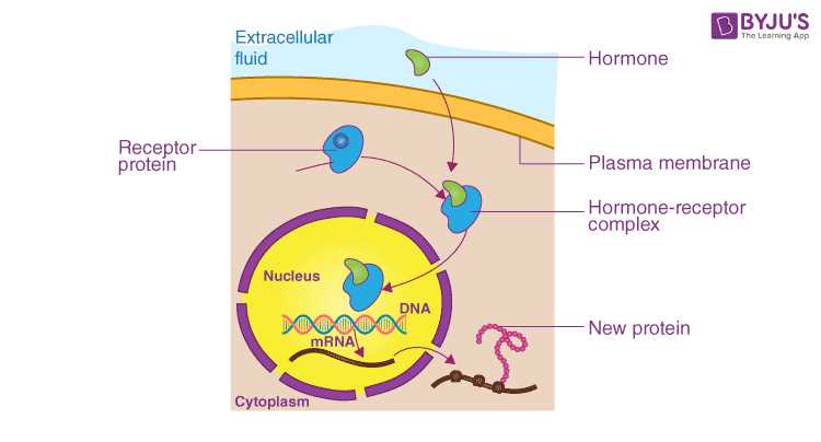 chapter 12 section 4 gene regulation and mutations answer key chapter 12 section 4 gene regulation and mutations answer key
