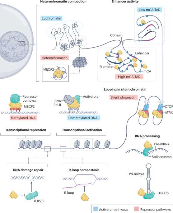chapter 12 section 4 gene regulation and mutations answer key chapter 12 section 4 gene regulation and mutations answer key