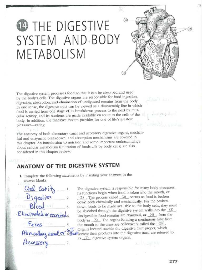 chapter 14 the digestive system and body metabolism answer key