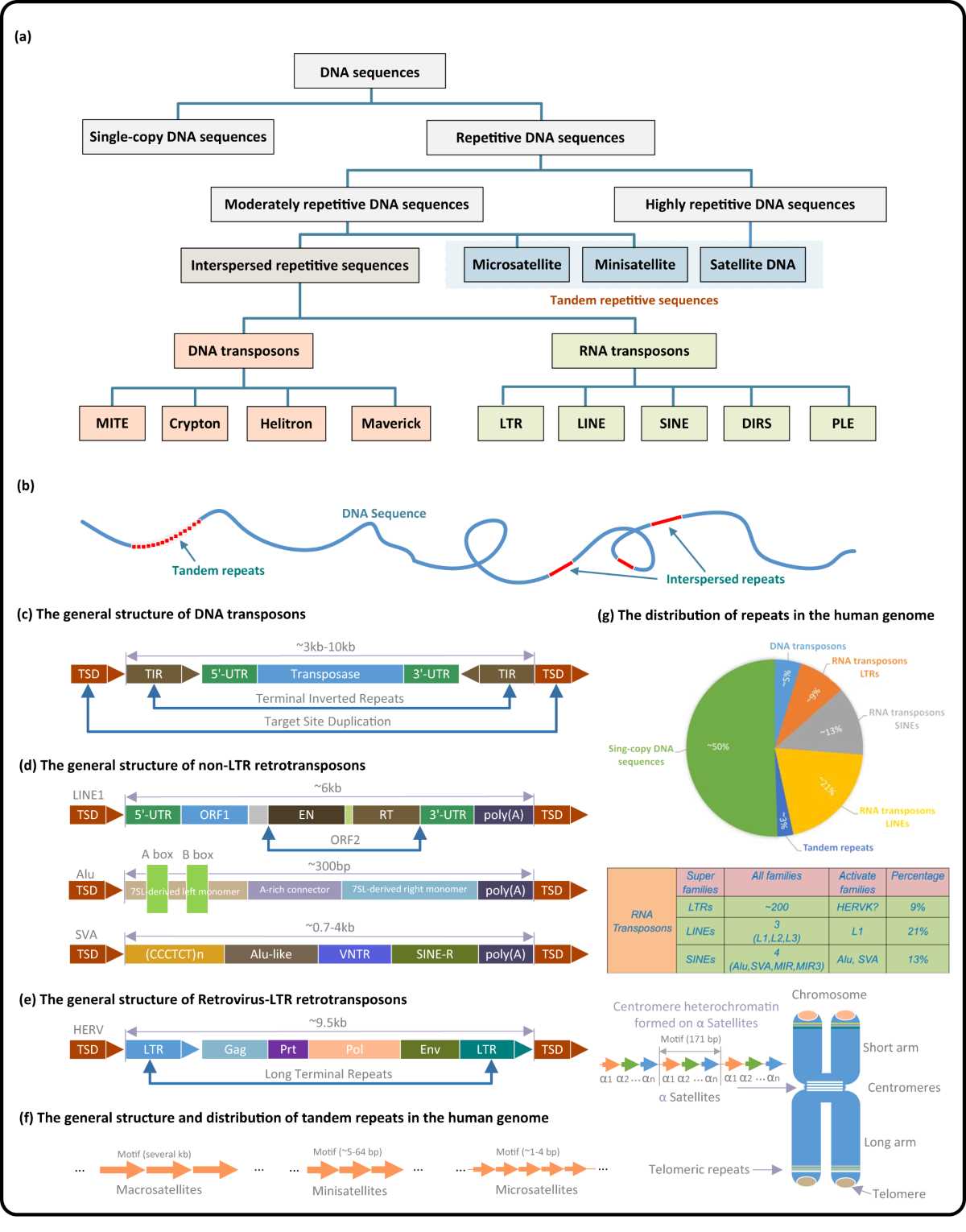 chapter 14 the human genome worksheet answer key
