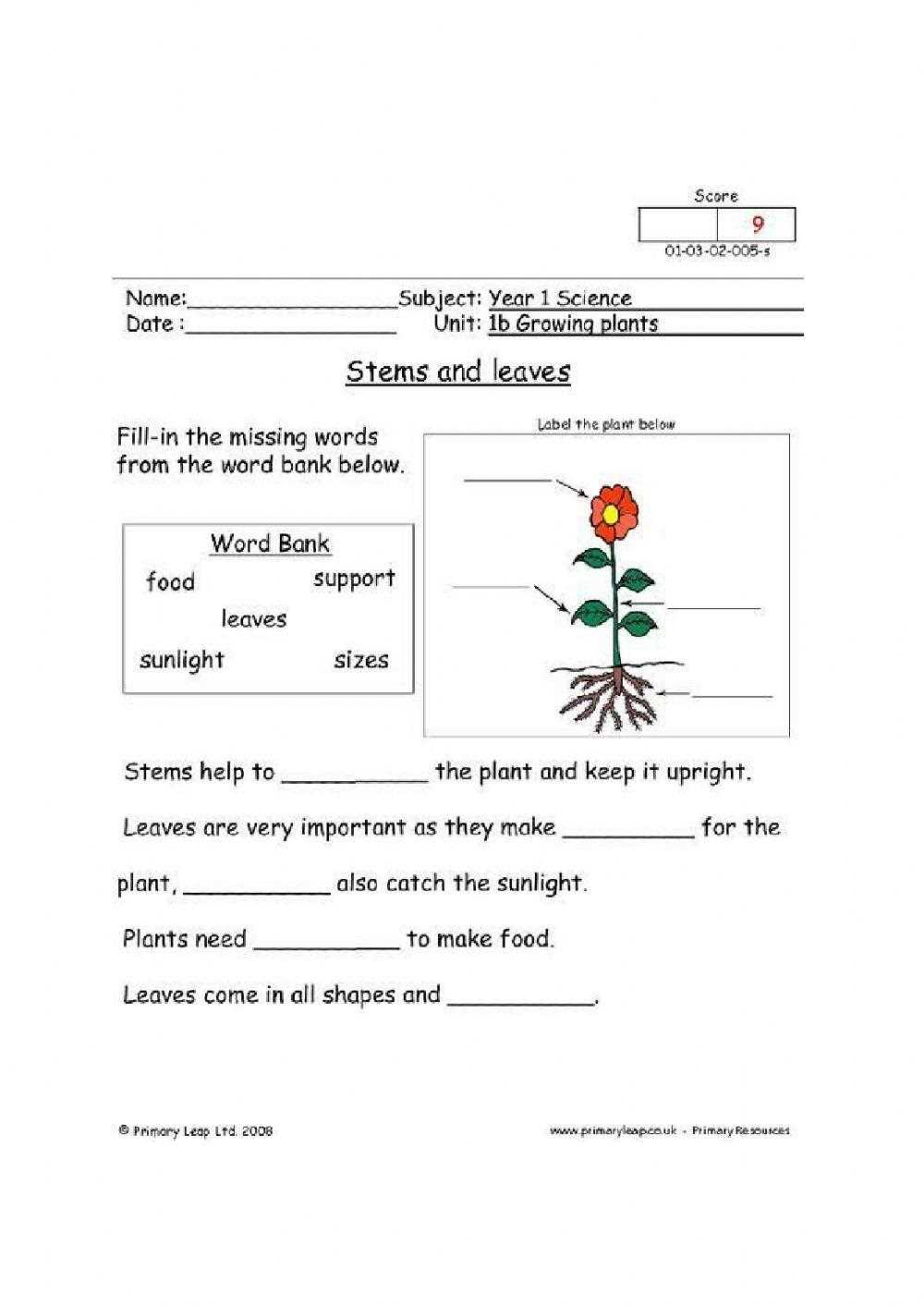 chapter 23 lesson 1 roots stems and leaves answer key