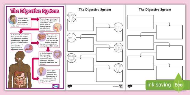chapter 38 digestive and excretory systems vocabulary review answer key