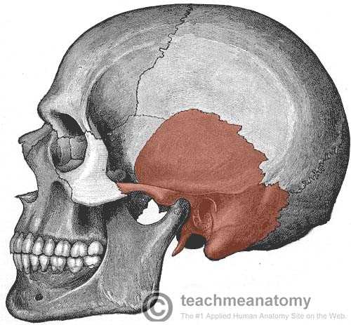 chapter 4 lab investigation know your bones answer key