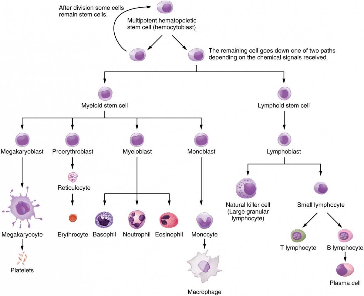 chapter 6 the lymphatic and immune systems answer key