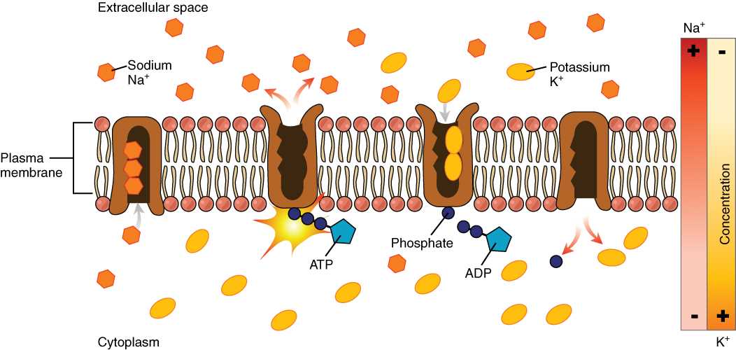 chapter 7 membrane structure and function answer key