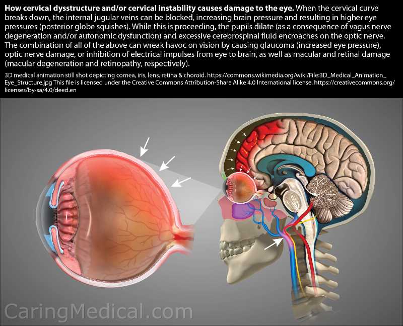 chapter 8 special senses at the clinic answer key chapter 8 special senses at the clinic answer key
