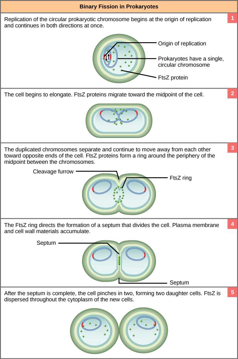 chapter 9 cellular reproduction study guide answer key