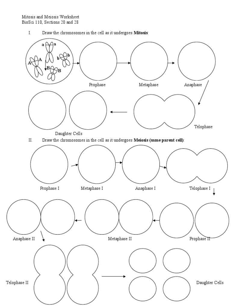chromosomes and meiosis reinforcement answer key