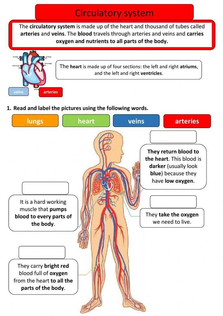 circulatory and respiratory systems answer key