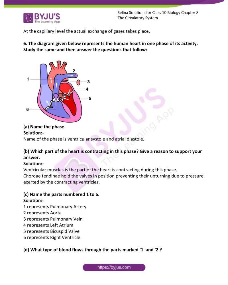 circulatory system study guide answer key