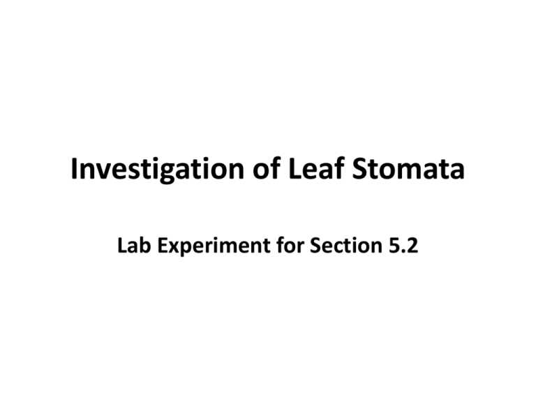 counting leaf stomata lab answer key
