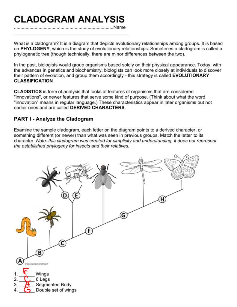 cladogram analysis and construction answer key