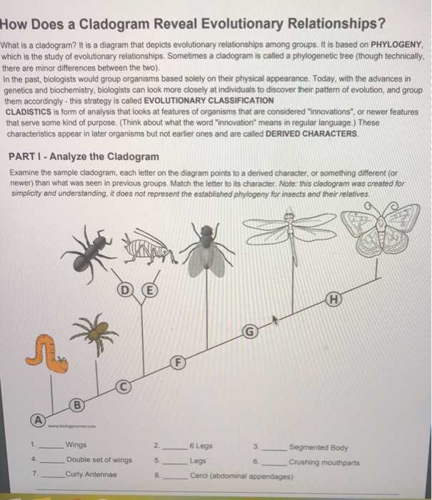 cladograms and genetics answer key