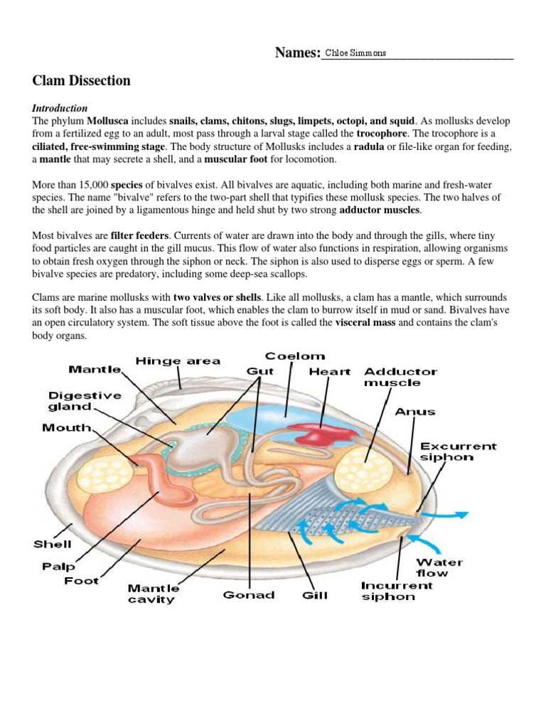 clam dissection questions answer key