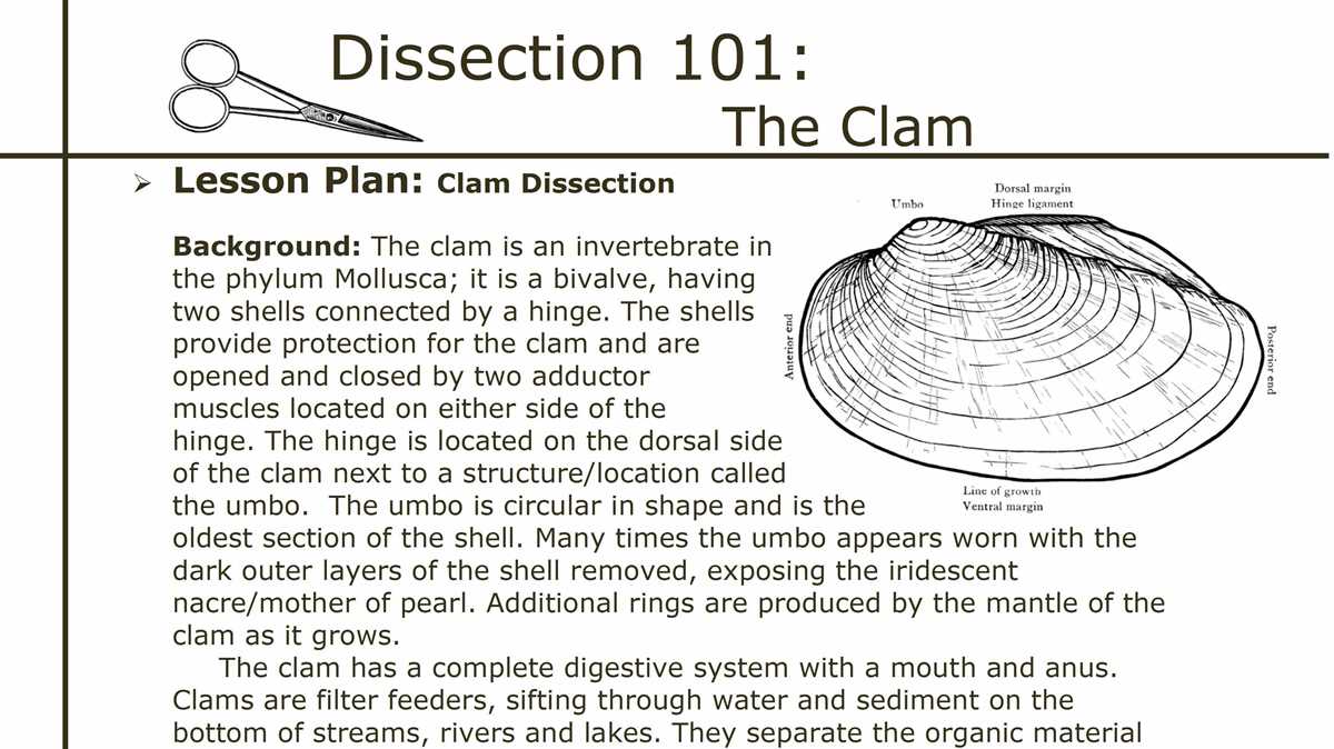 clam dissection questions answer key