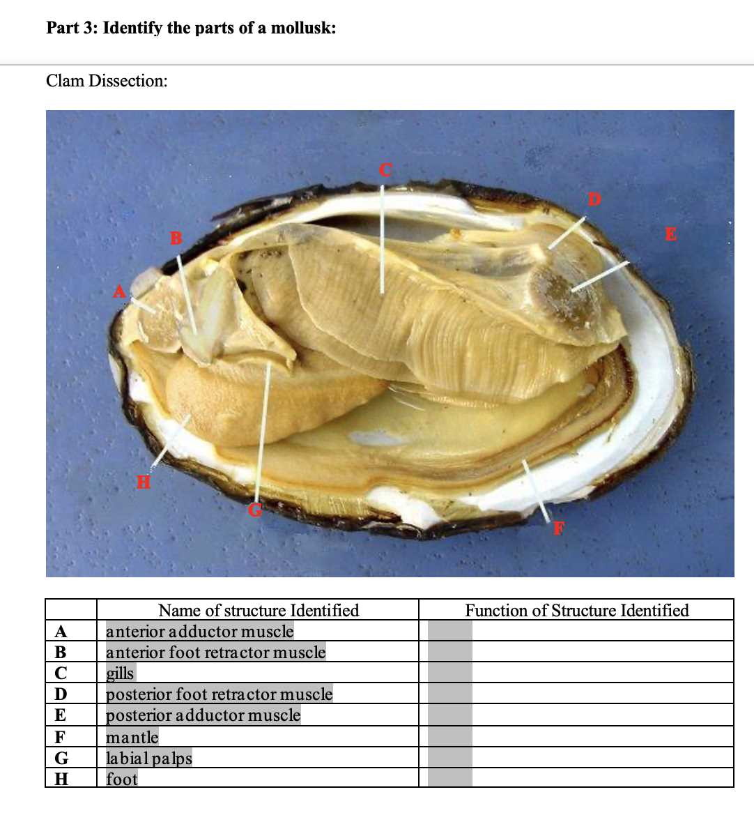 clam dissection questions answer key