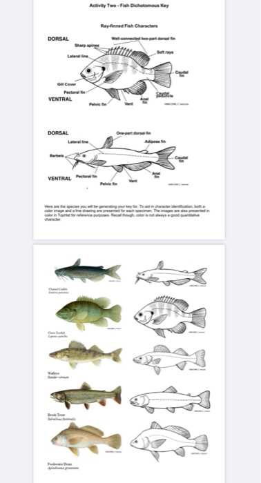 classification key to certain fishes answers