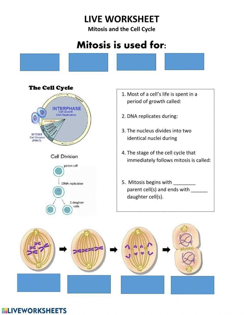 cell division gizmos answer key