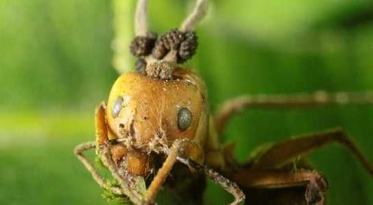 close reading questions zombie ant behavior answer key