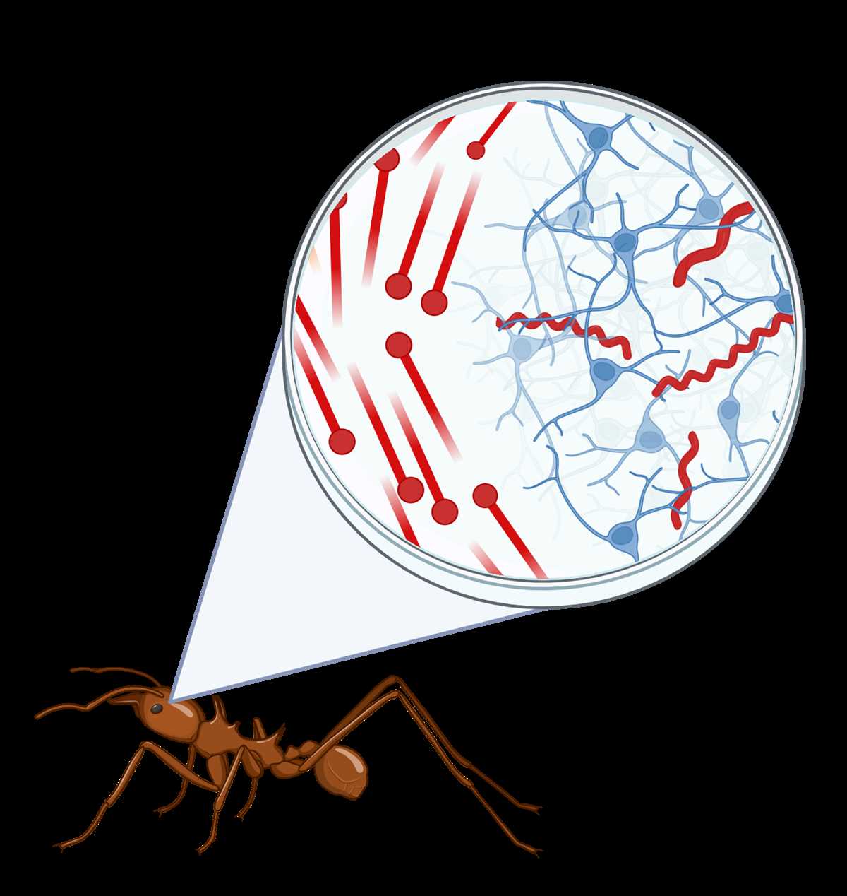 close reading questions zombie ant behavior answer key