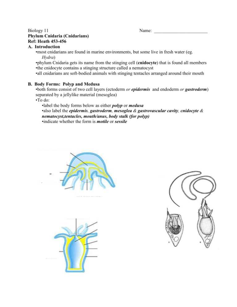 cnidaria and ctenophora section 33 2 review answer key