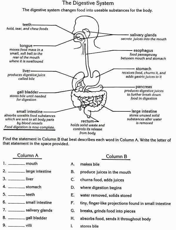 color by number digestive system answer key color by number digestive system answer key