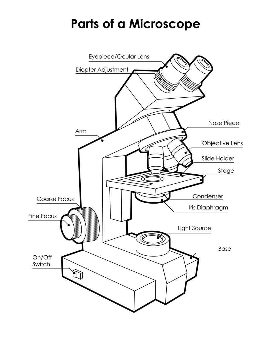 color the microscope parts worksheet answer key