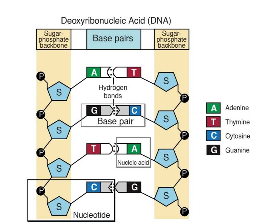 concept covered dna structure answer key