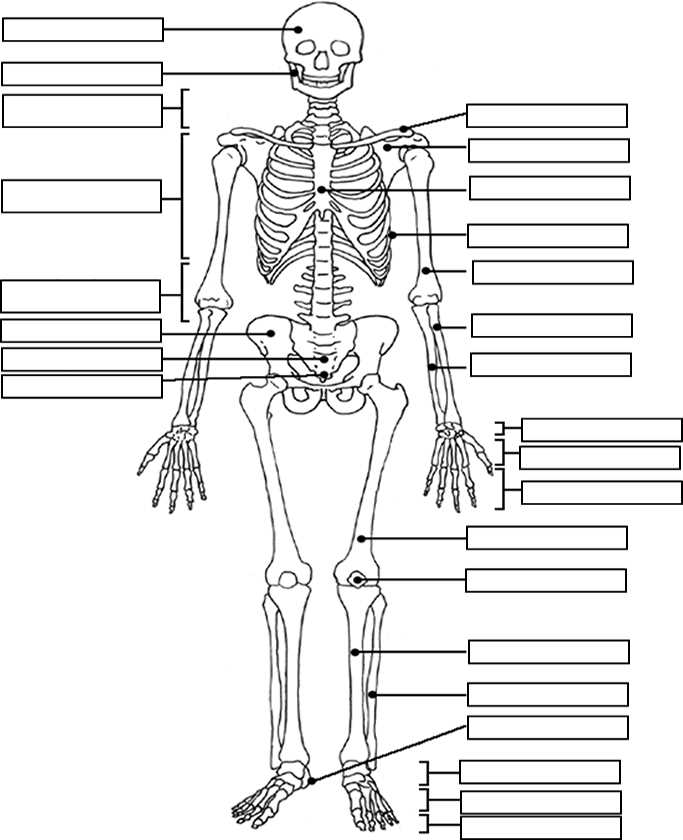 concept map skeletal system answer key