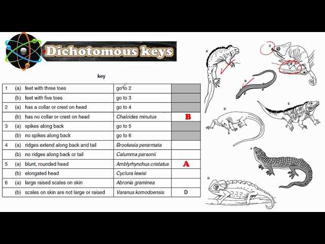dichotomous key practice answer key