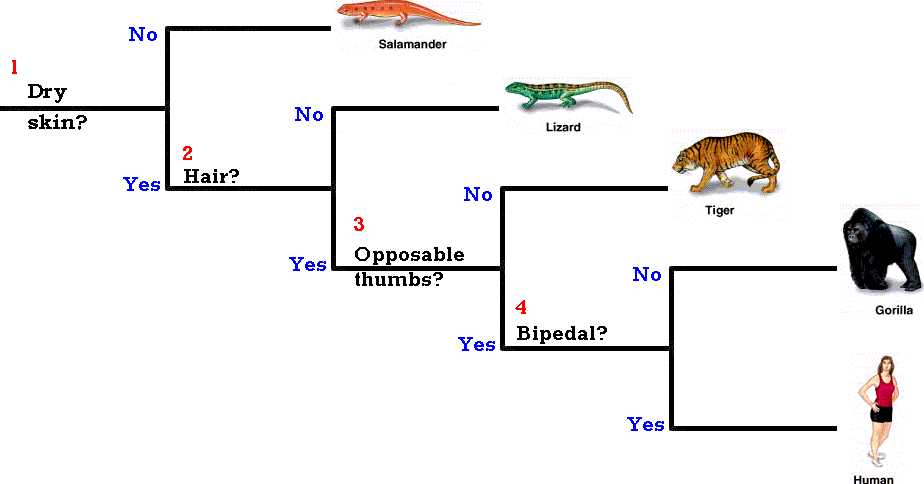 model 4 dichotomous key answer key