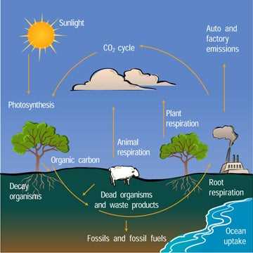 cycling of matter study guide answer key