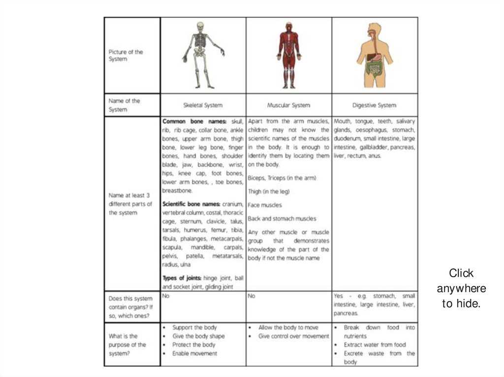 body systems graphic organizer worksheet answer key