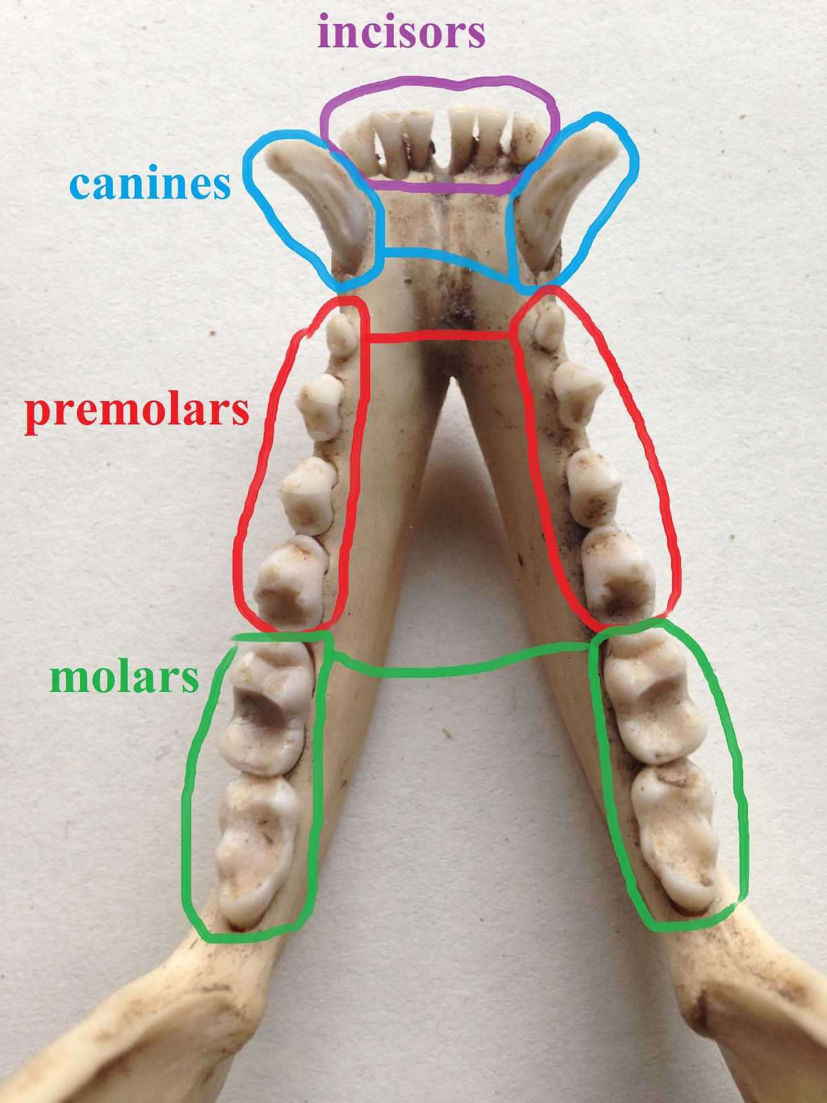 data set 2 dentition answer key