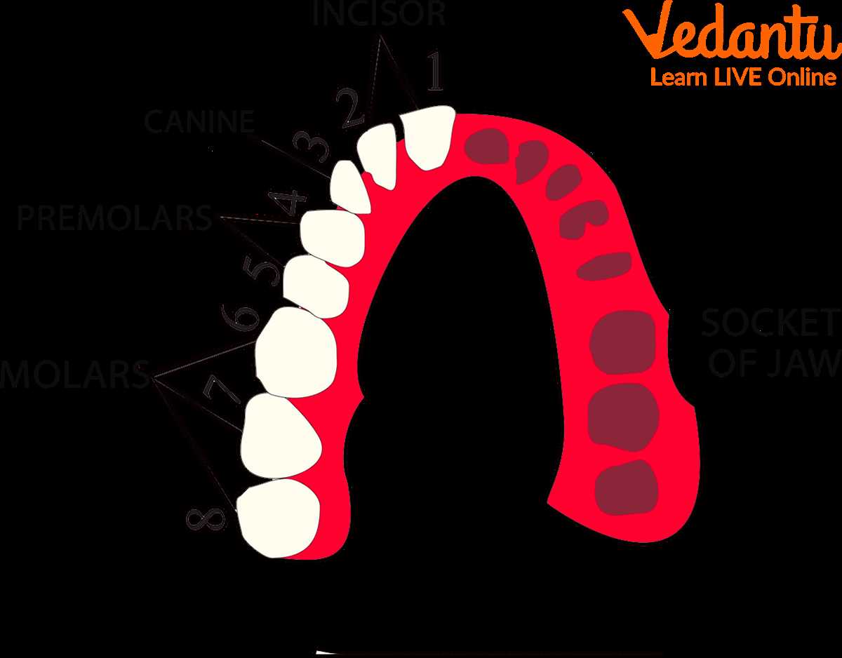 data set 2 dentition answer key