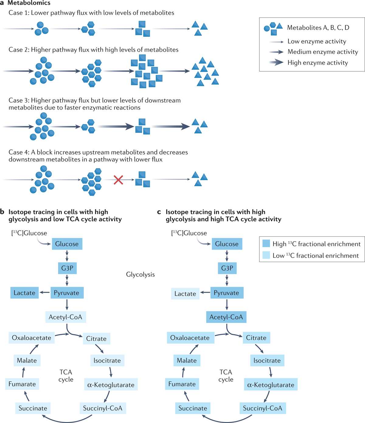 eukaryotic cell cycle and cancer hhmi answer key