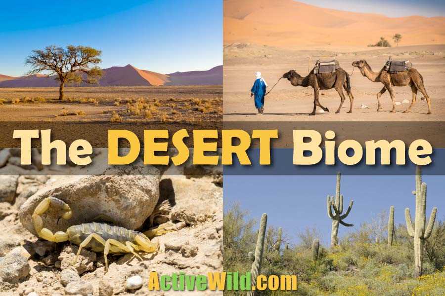 desert biome multiple choice questions answer key