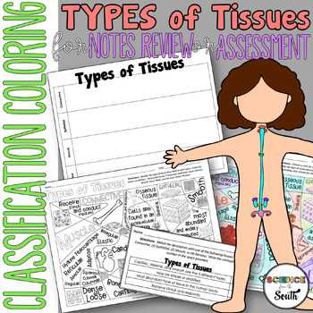 identify and classify types of tissues infographic answer key