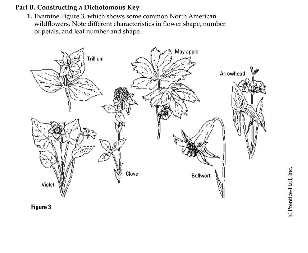 dichotomous key for leaves worksheet answers