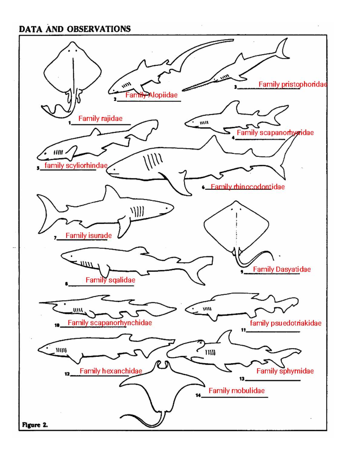 dichotomous key shark answers