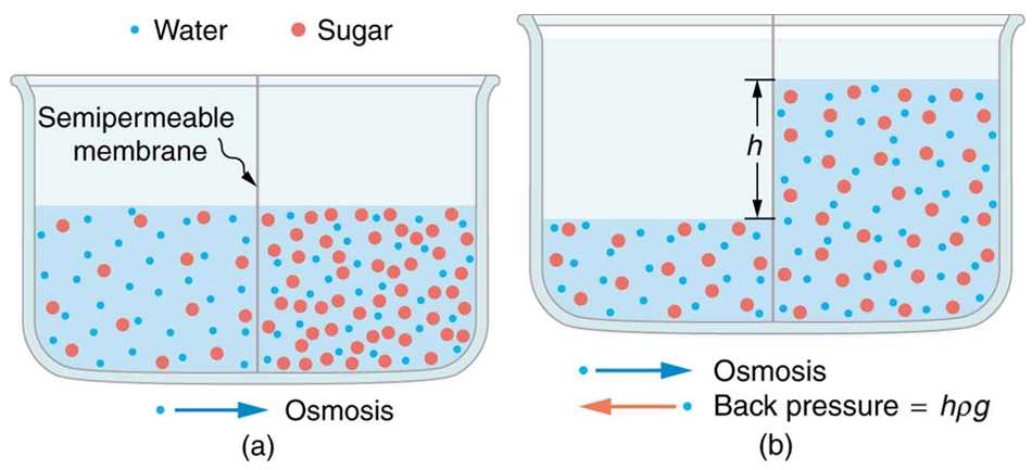 diffusion and osmosis problems biology 6.0 answer key