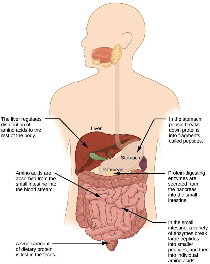 digestive system processes chemical and physical answer key digestive system processes chemical and physical answer key